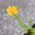 春菊の花