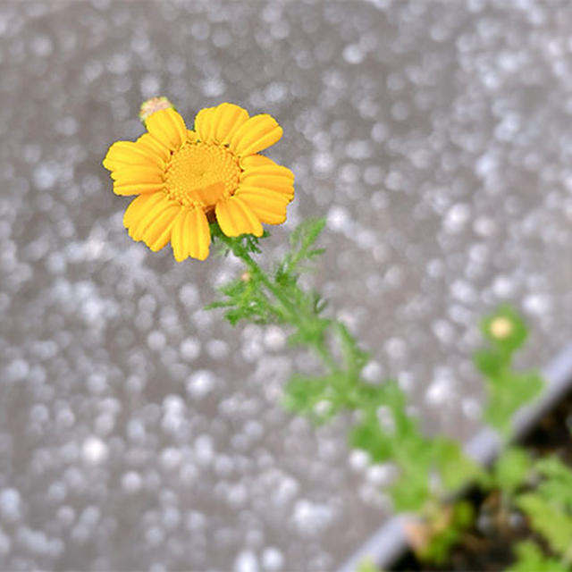 春菊の花