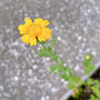 春菊の花