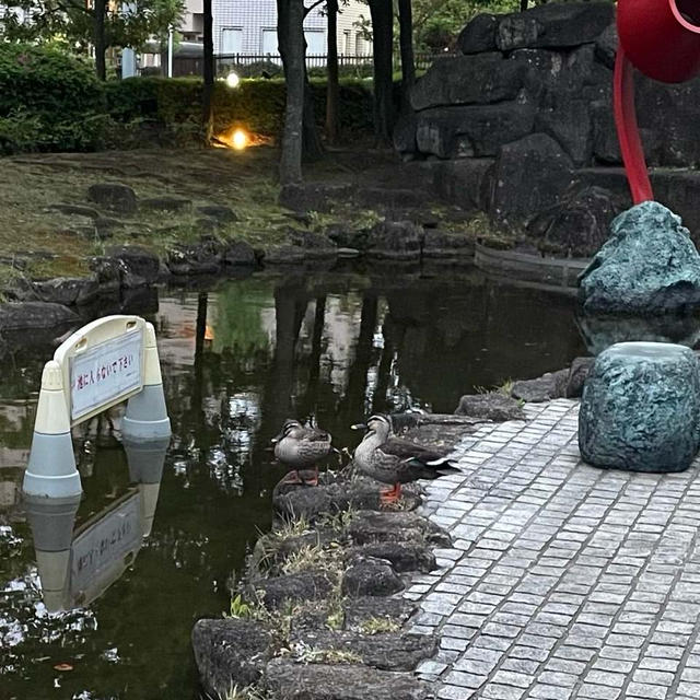 カルガモさんの物件探し