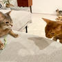 全猫が、エノコログサのおもちゃに夢中