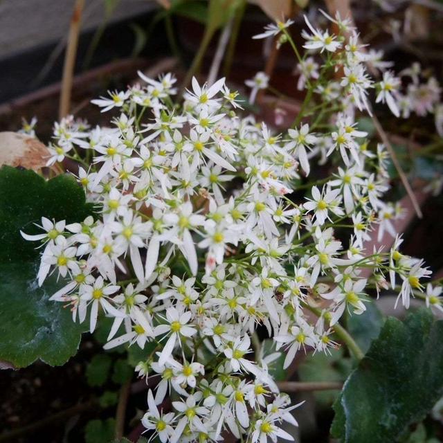 実家の白い大文字草#最近撮った写真は
