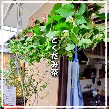 干して煎じて飲む十薬