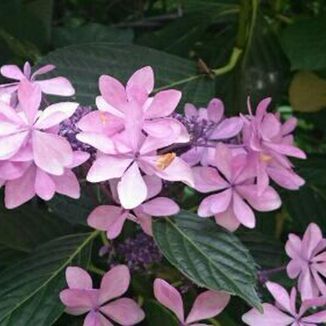 今年は、あの場所の紫陽花は、どうなっているのかな？