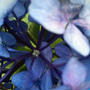 紫陽花の本当のお花って❣️