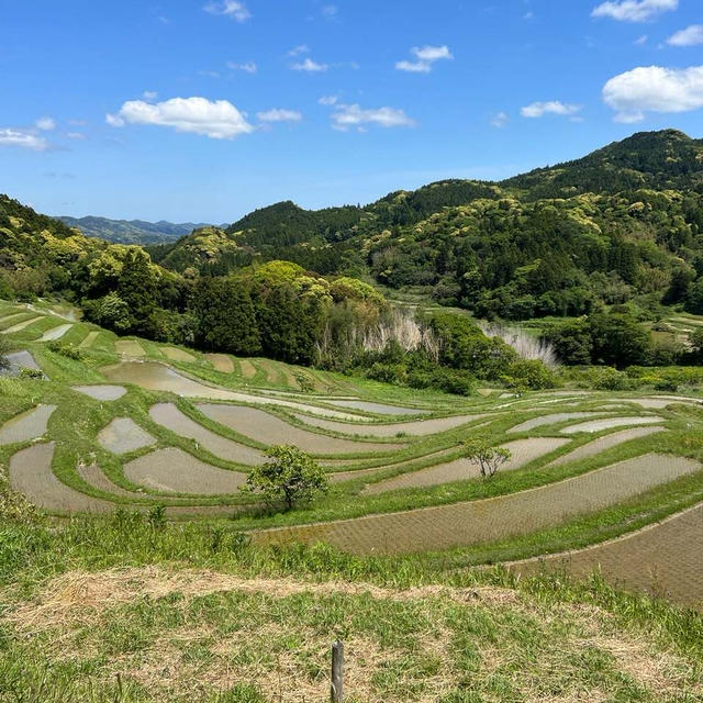 田植え終了！大山千枚田の絶景へ