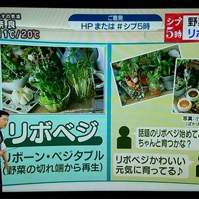 NHK「シブ5時」にて紹介されます　＆　最近の庭