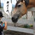 夏休み2014中国地方への旅⑤－蒜山（ひるぜん）高原と夏休み絵日記