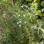 花壇に地植えの夏の花・カスミソウ、ポーチュラカ、トレニア