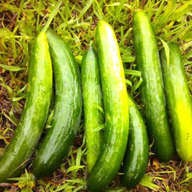 夏野菜収穫始まりました～！