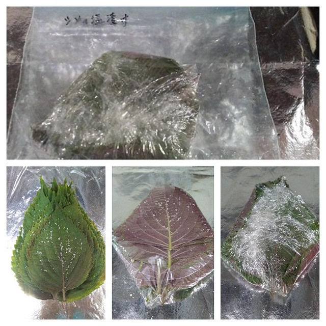 いただき物の大葉で、塩漬け♡(=^・・^=)