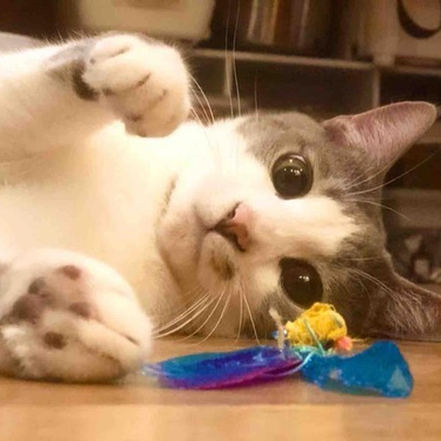 最近の猫たち