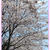 ❀桜・さくら・サクラ・SAKURA❀