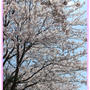 ❀桜・さくら・サクラ・SAKURA❀