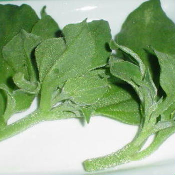 新しい野菜→アイスプラント
