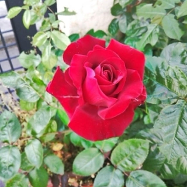 薔薇