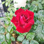 薔薇