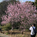 桜と思いきや・・・アーモンド！　／カタクリの花
