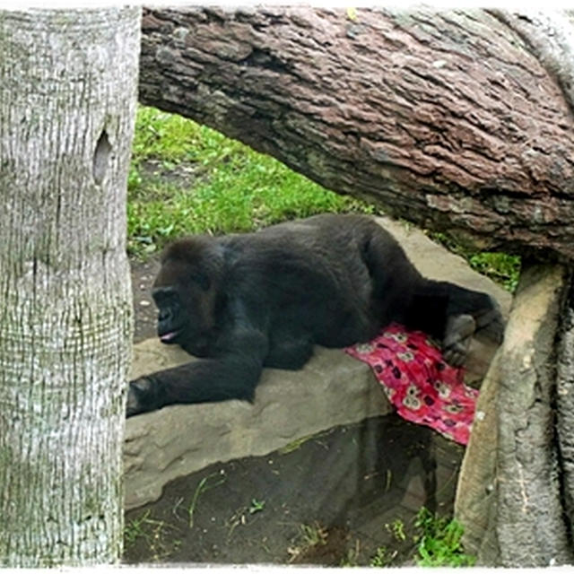 ■子育て放棄のおとうさん(；-∀-)■上野動物園・其の3