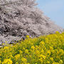 熊谷桜堤2018