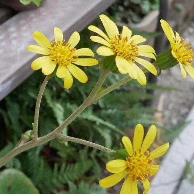 実家の放ったらかし植物、ツワブキ#最近撮った写真は