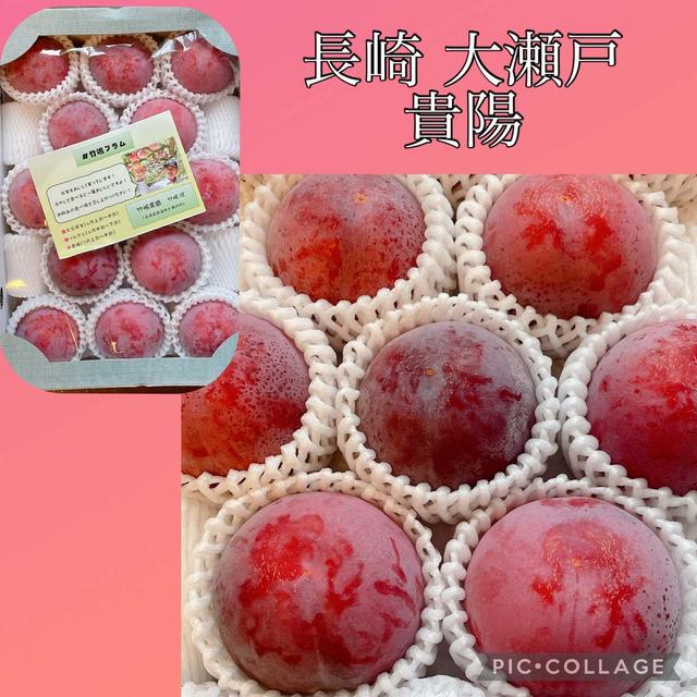 長崎 大瀬戸～竹嶋農園の貴陽 キヨウ・今年も甘くてジューシィーなプラム＝すもも