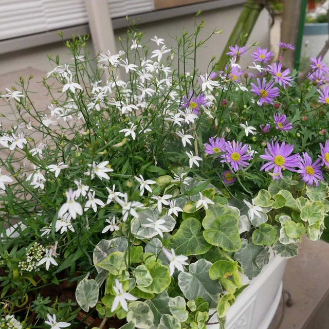 ブラキカムとロベリアの寄せ植えの、最近撮った写真#ameba写真部