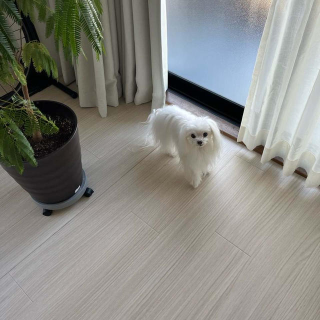 あけましておめでとうございます
