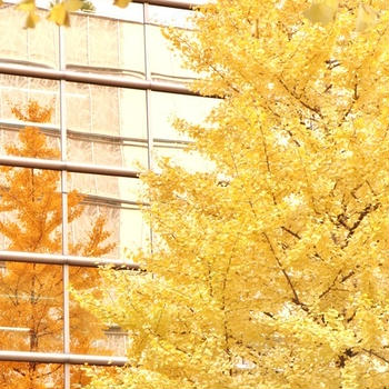 Yellow leaves