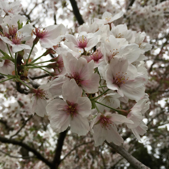 お花見にも行ったんです！
