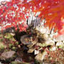 満願寺の紅葉#最近撮った写真は