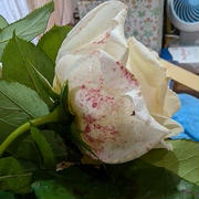 はてなブログに記事を投稿しました「「六日の菖蒲（あやめ）、十日の菊」の続き」