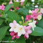 お散歩＊ハコネウツギ＊ピンクと白の可愛い花