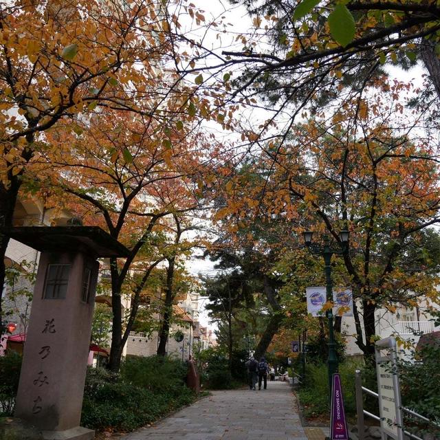 花のみちの桜並木の紅葉#最近撮った写真は