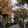 花のみちの桜並木の紅葉#最近撮った写真は
