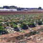 【イベント】大自然の中で有機無農薬の里芋収穫体験開催