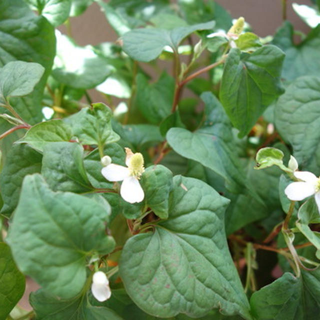 我が家の常備草 ドクダミ（十薬）