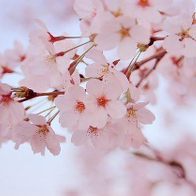 桜ラテ。