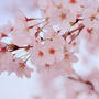 桜ラテ。
