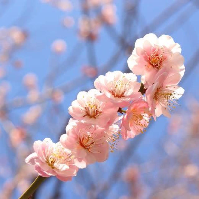 新潟市蒲原神社の梅と牛さん②2022年4月
