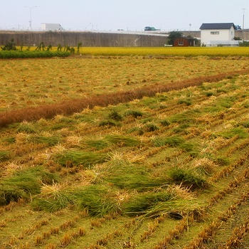 丸いもの里の稲刈り風景
