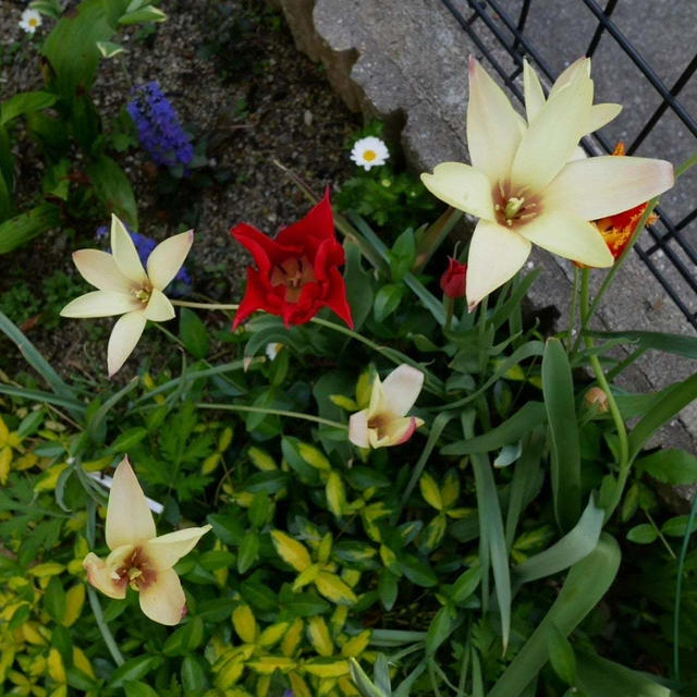 植えっぱなしチューリップ#最近撮った写真は