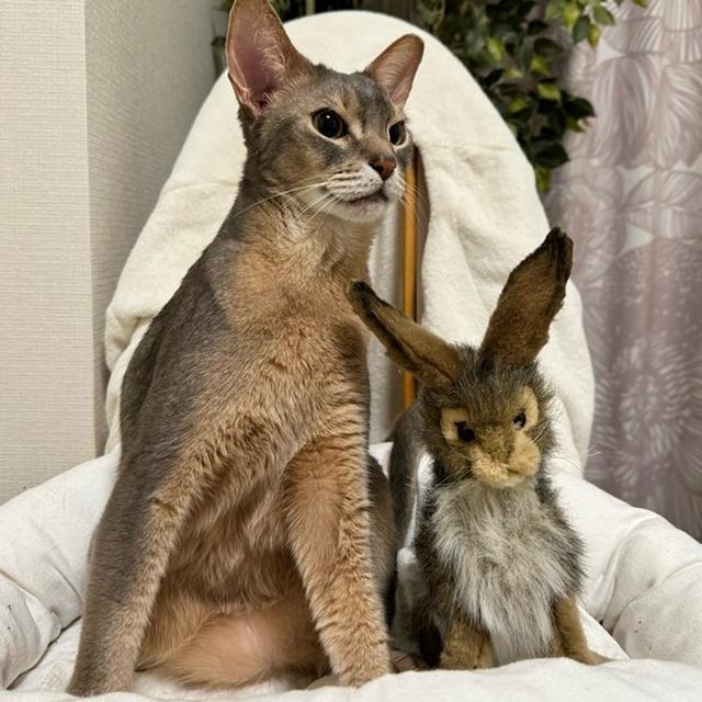 わかくんが、ウサギさんになっちゃいましたよ！