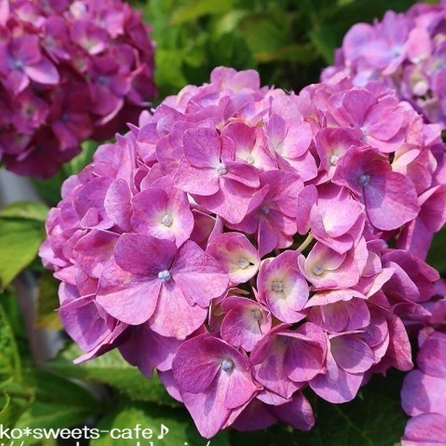 お散歩＊紫陽花