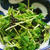 コスパな豆苗でまた【豆苗と塩昆布の混ぜるだけ】