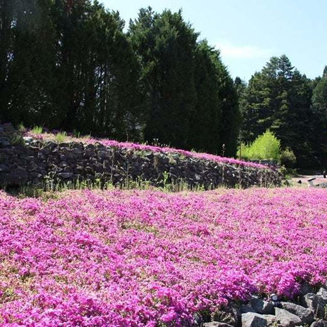 花のじゅうたん（芝桜）。