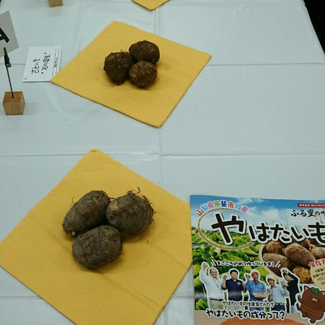 野菜の学校 山梨 やはたいも