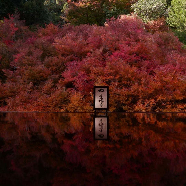 安国寺のドウダンツツジ#最近撮った写真は