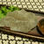 ごまと黒七味の手作りこんにゃく【ぐんまクッキングアンバサダー】