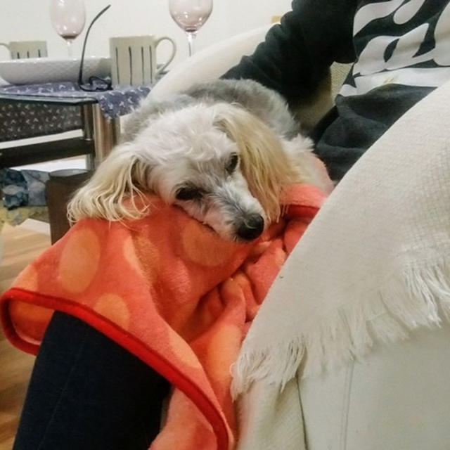 老犬 Cookie の排泄一大事